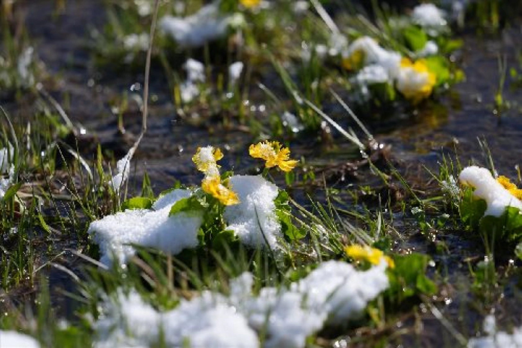 Palandöken Dağı'nda açan çiçekler doğaya renk kattı
