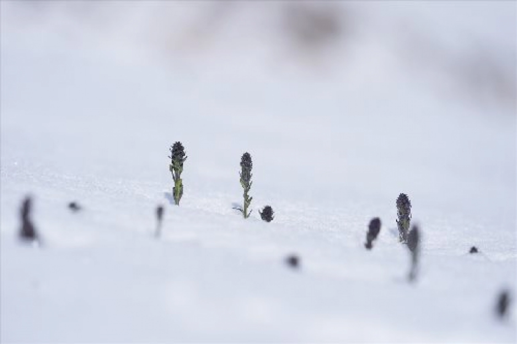 Palandöken Dağı'nda açan çiçekler doğaya renk kattı