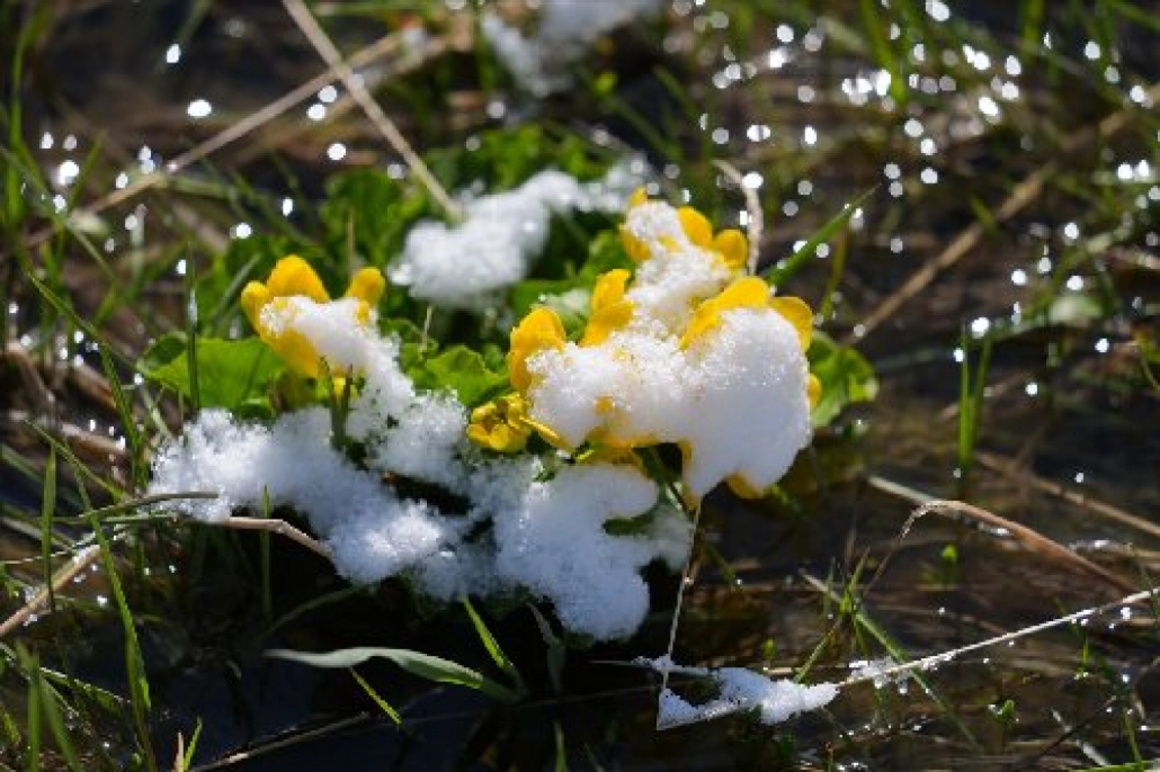 Palandöken Dağı'nda açan çiçekler doğaya renk kattı