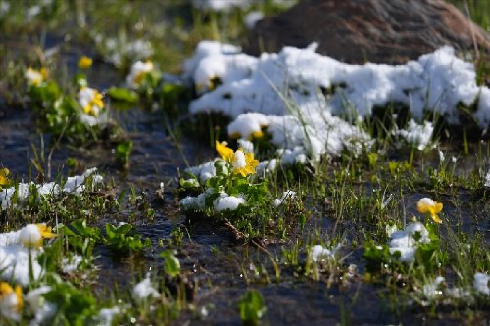 Palandöken Dağı'nda açan çiçekler doğaya renk kattı