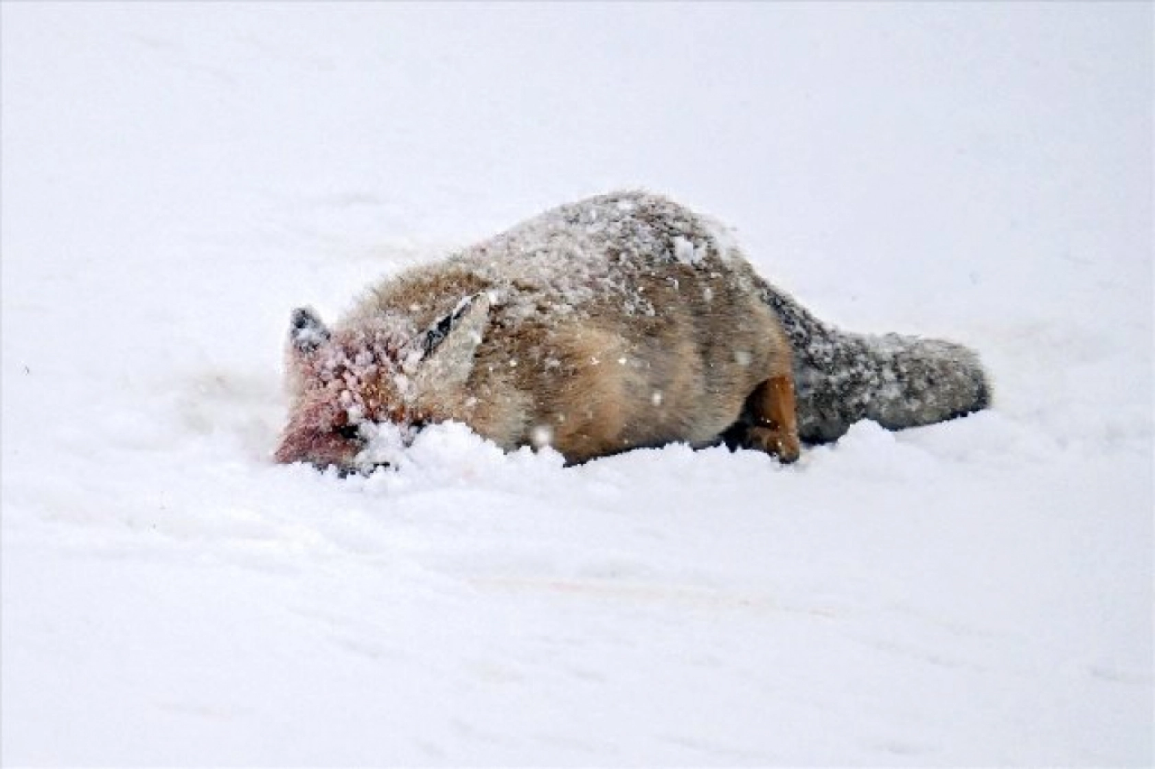 Van'da kar örtüsü üzerinde beslenen tilkiler görüntülendi