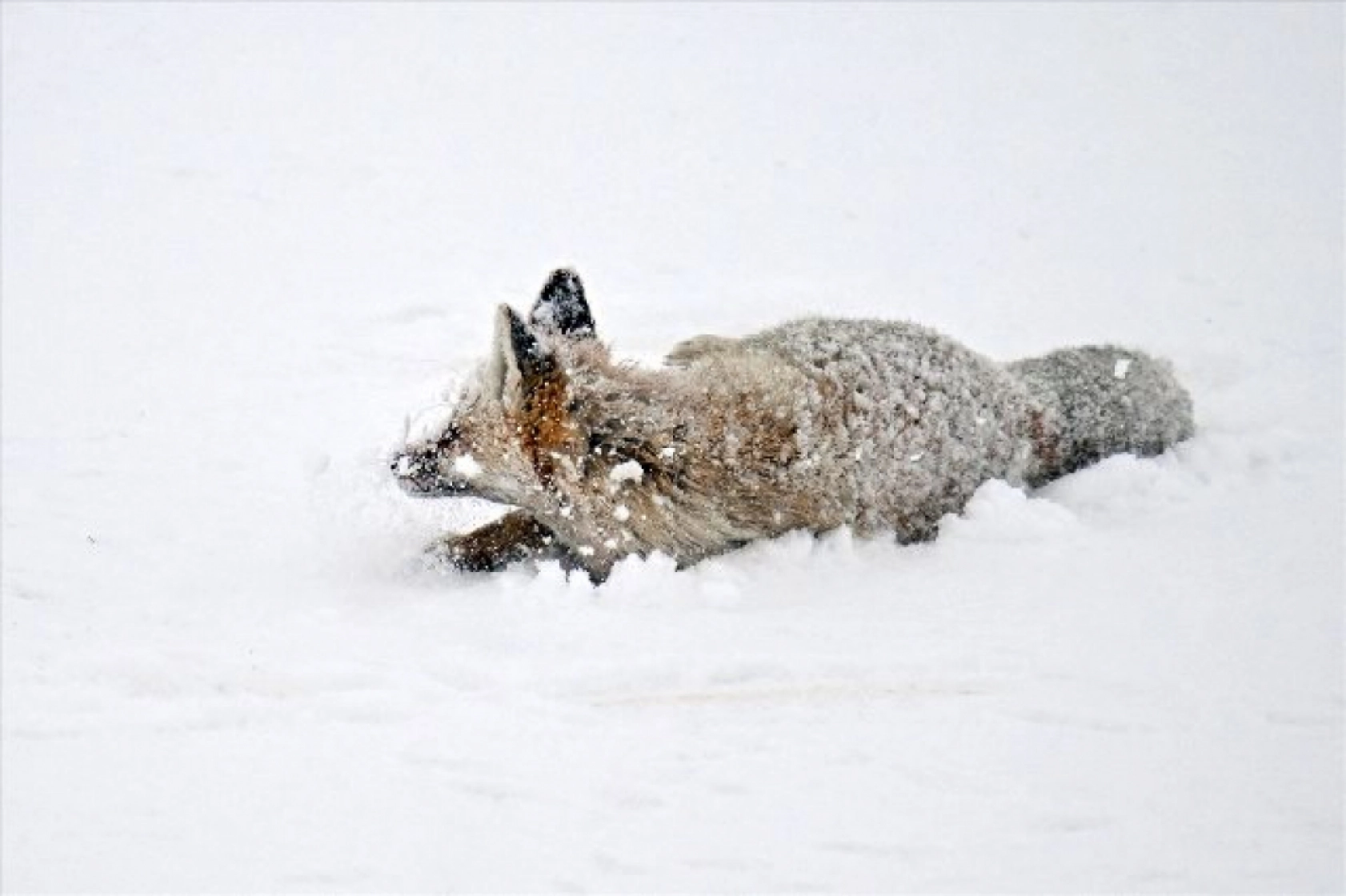 Van'da kar örtüsü üzerinde beslenen tilkiler görüntülendi