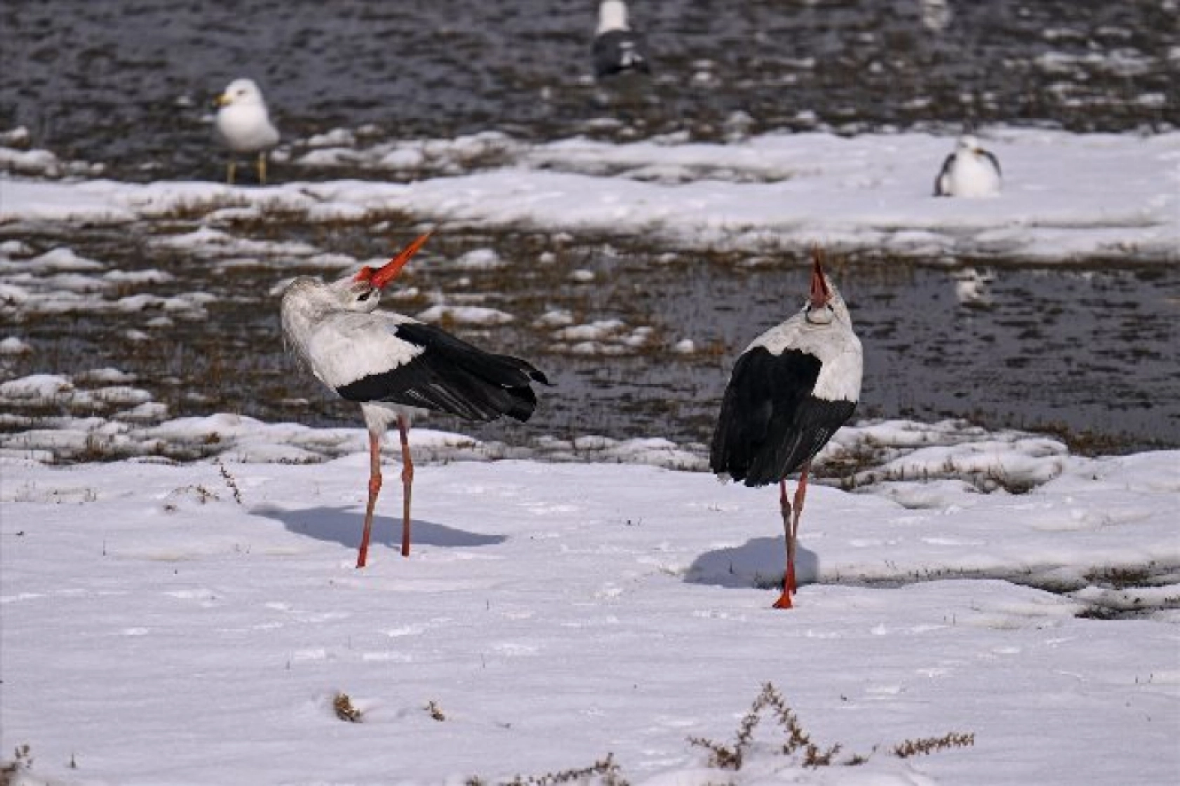 Baharın müjdecileri karla mücadele ediyor