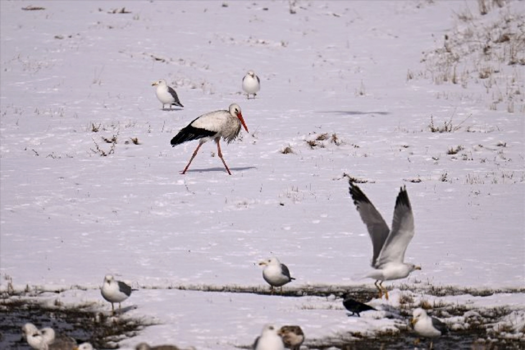 Baharın müjdecileri karla mücadele ediyor