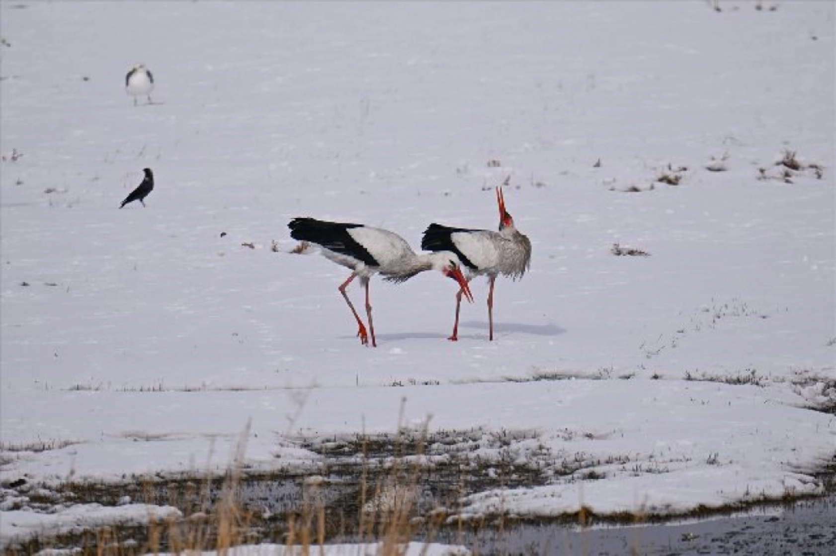 Baharın müjdecileri karla mücadele ediyor