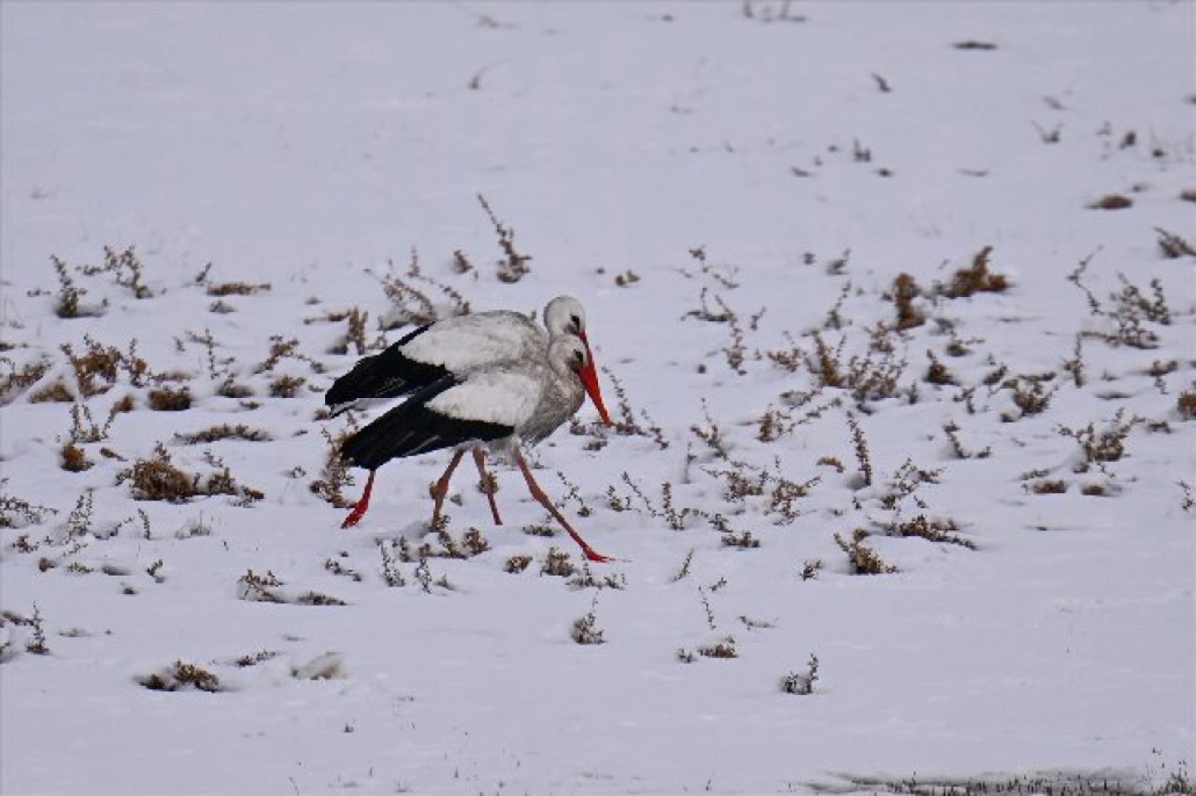 Baharın müjdecileri karla mücadele ediyor