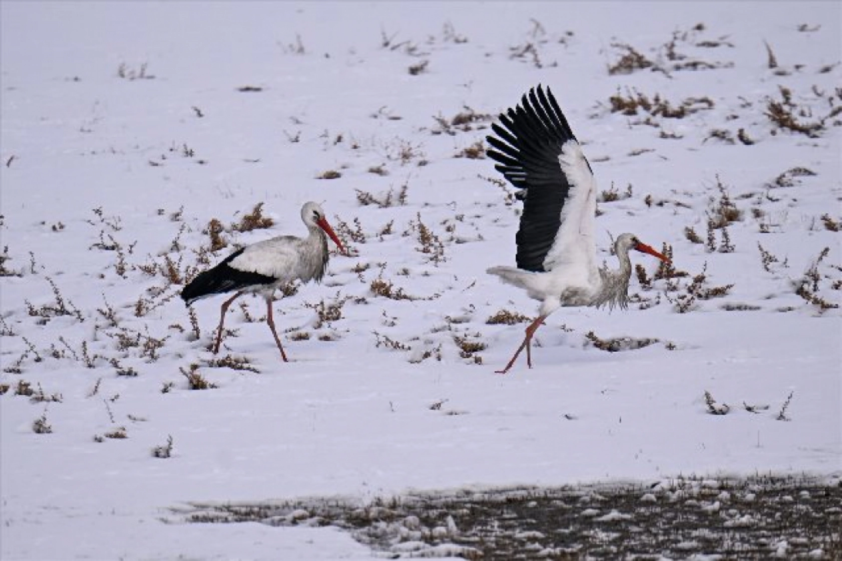 Baharın müjdecileri karla mücadele ediyor