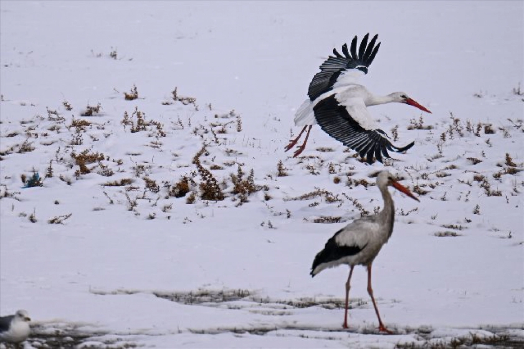 Baharın müjdecileri karla mücadele ediyor