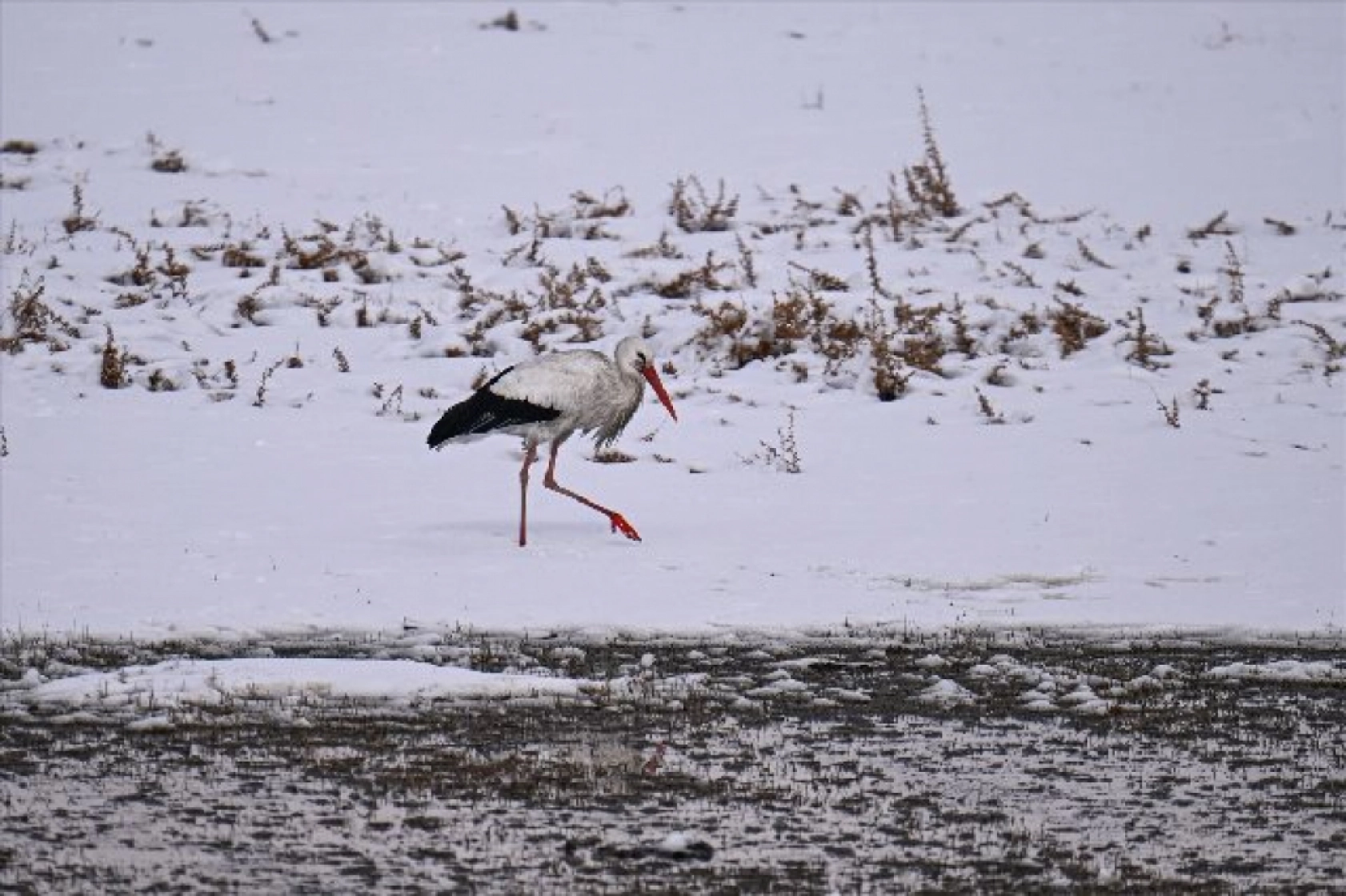 Baharın müjdecileri karla mücadele ediyor