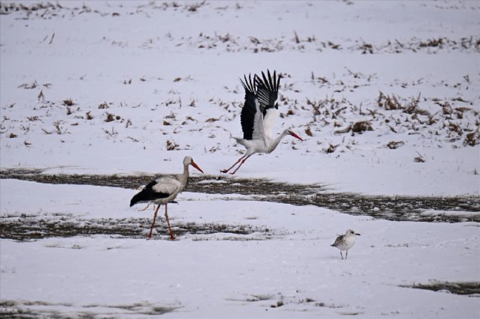 Baharın müjdecileri karla mücadele ediyor