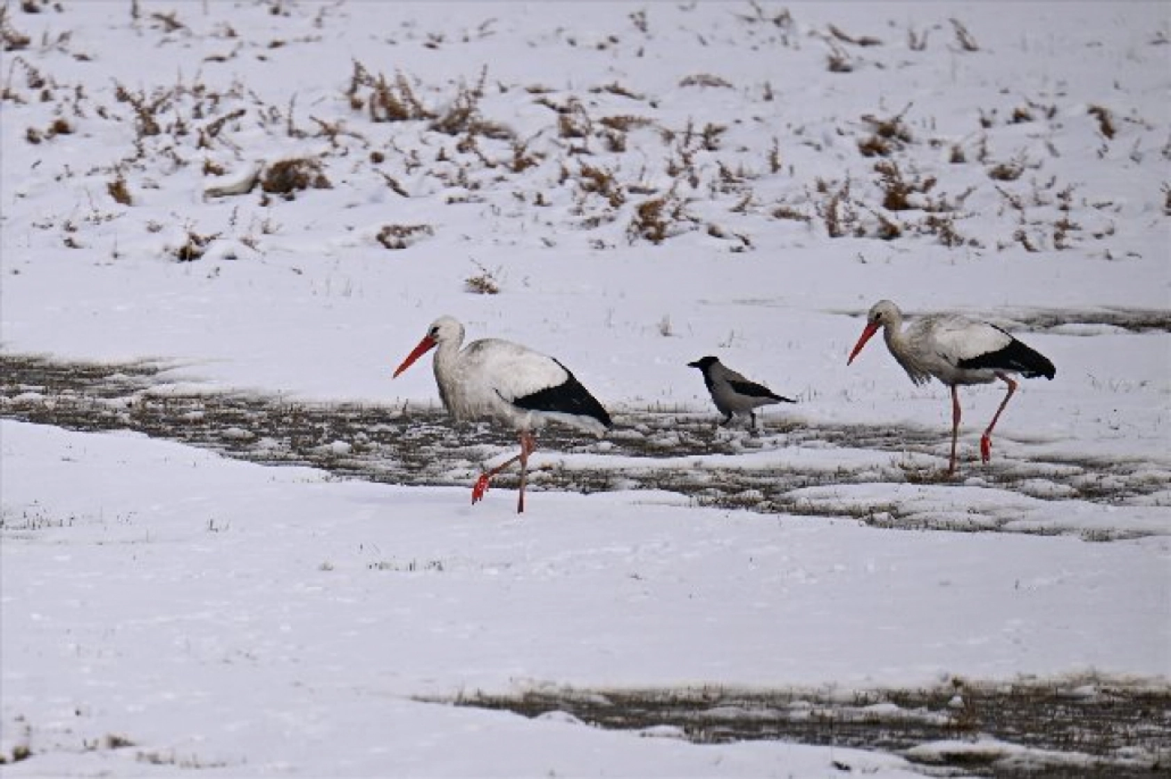 Baharın müjdecileri karla mücadele ediyor