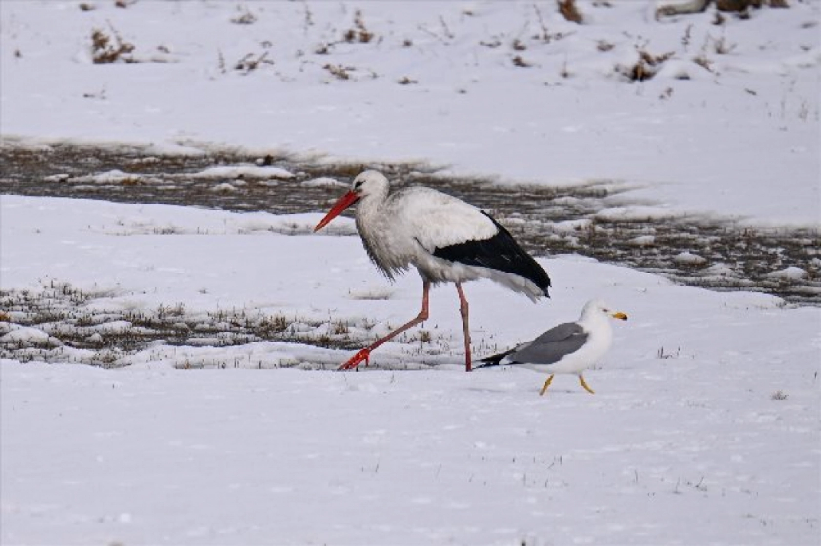 Baharın müjdecileri karla mücadele ediyor