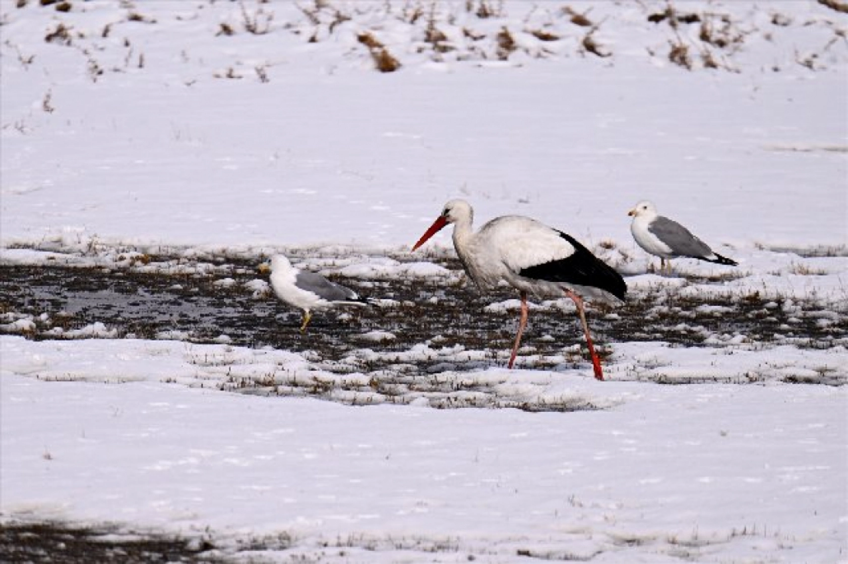 Baharın müjdecileri karla mücadele ediyor