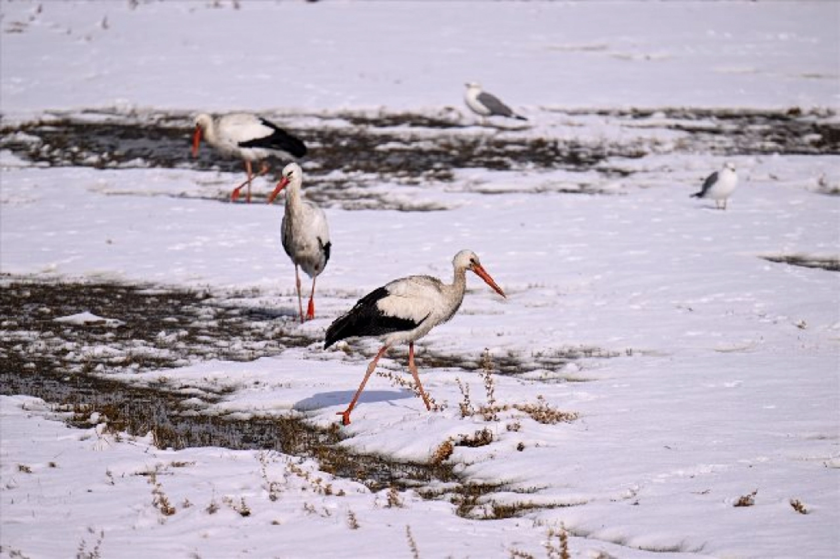 Baharın müjdecileri karla mücadele ediyor