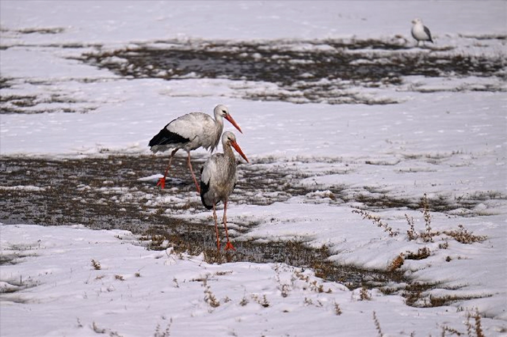 Baharın müjdecileri karla mücadele ediyor