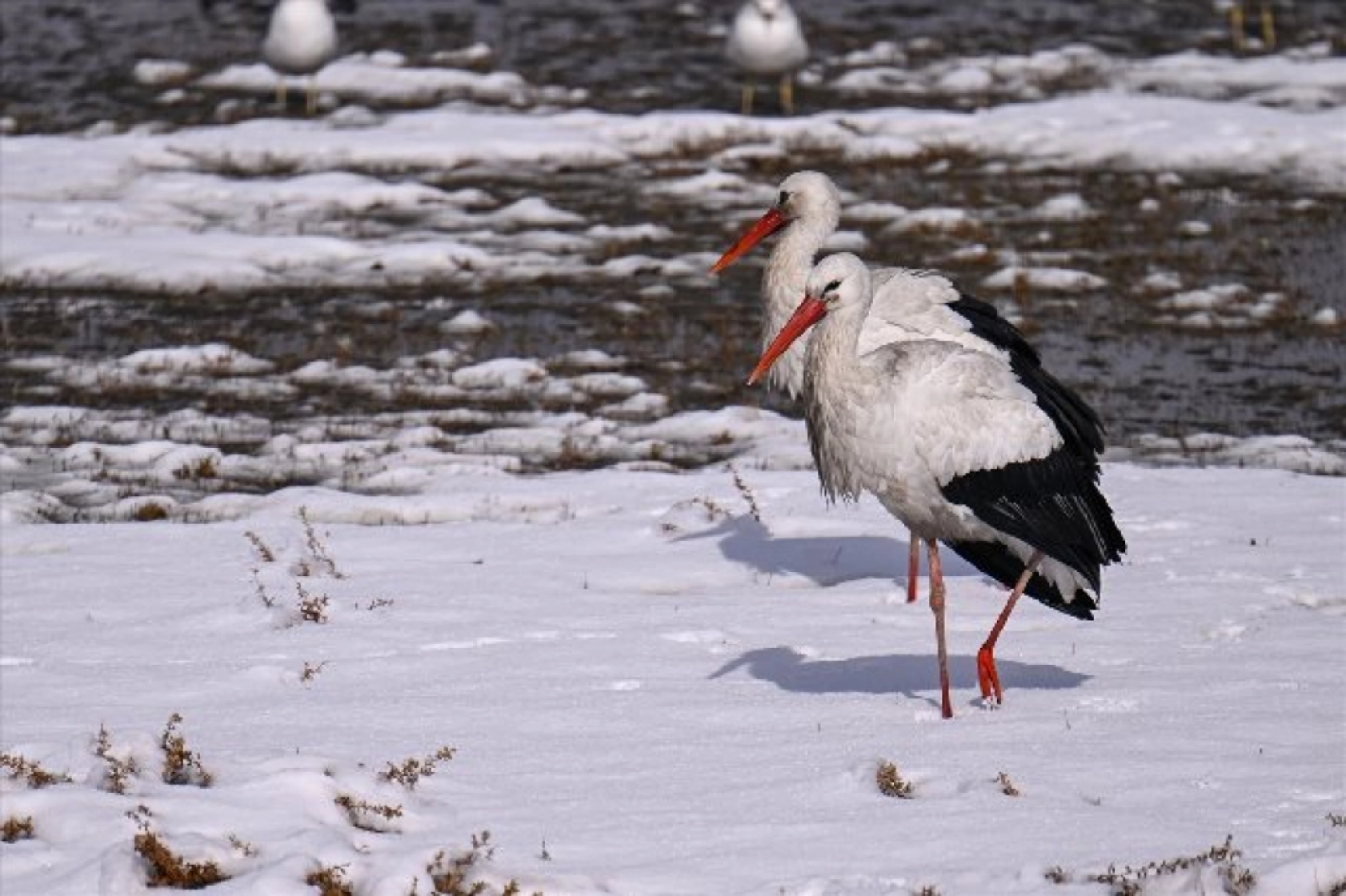 Baharın müjdecileri karla mücadele ediyor