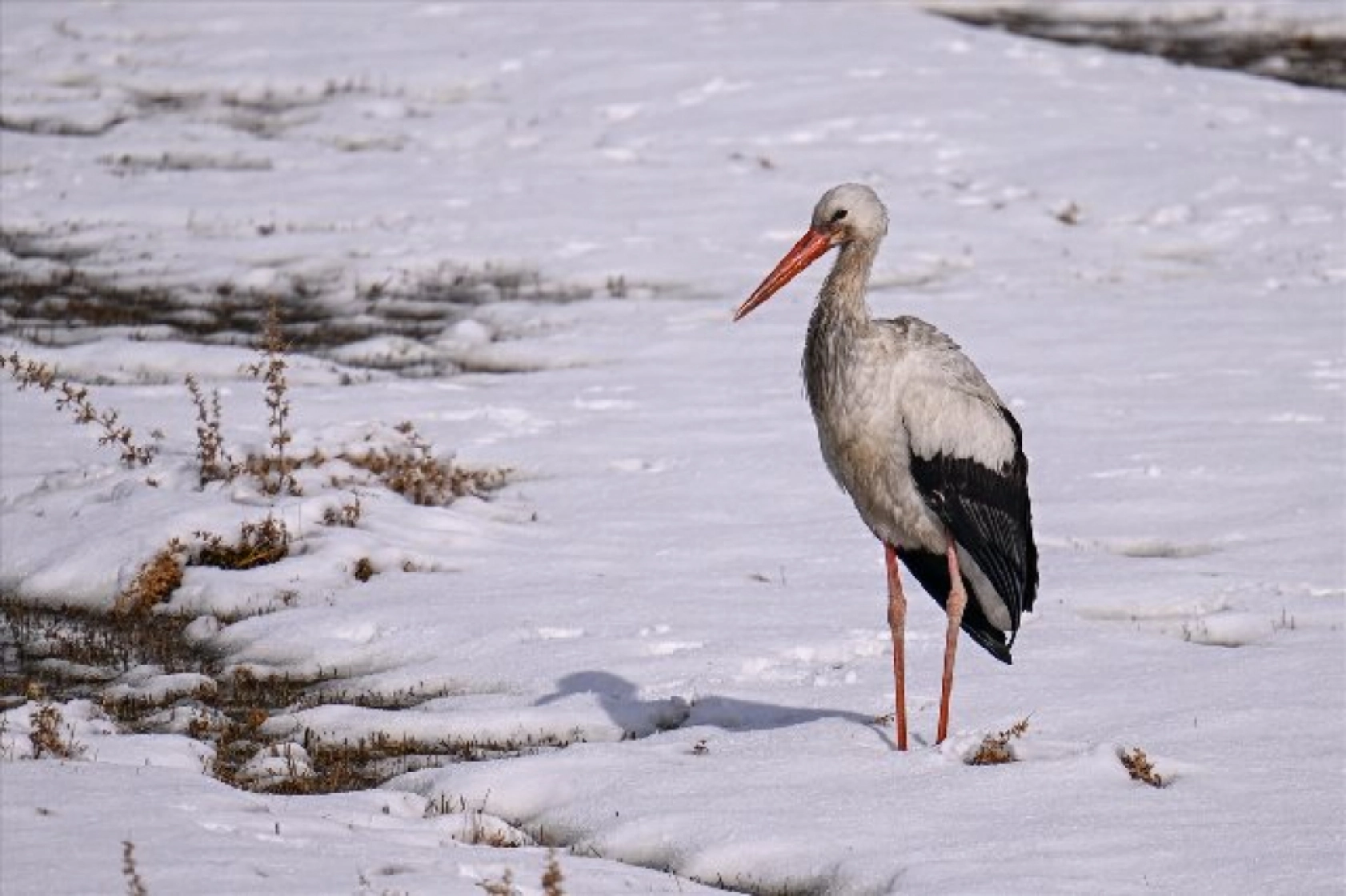 Baharın müjdecileri karla mücadele ediyor