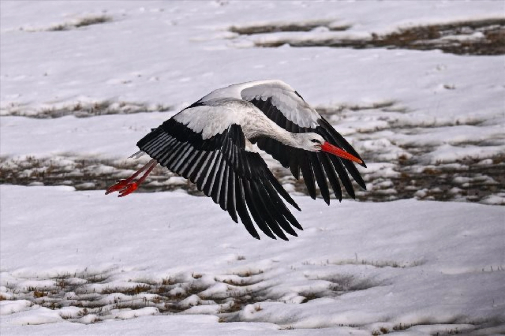 Baharın müjdecileri karla mücadele ediyor