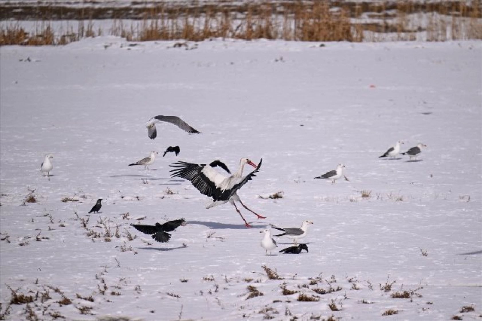 Baharın müjdecileri karla mücadele ediyor