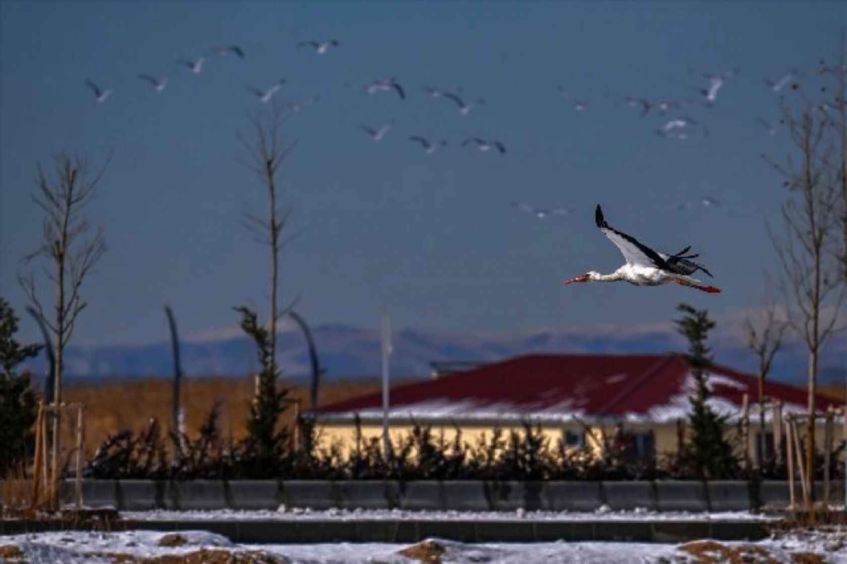 Baharın müjdecileri karla mücadele ediyor