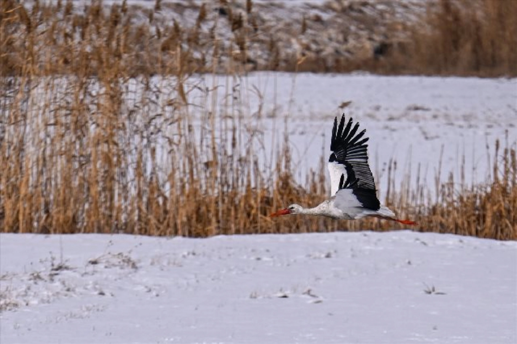 Baharın müjdecileri karla mücadele ediyor