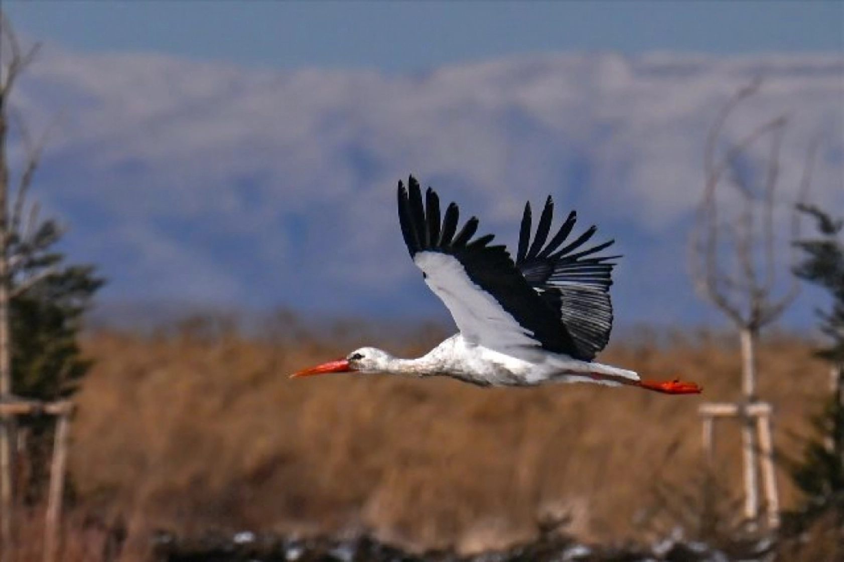 Baharın müjdecileri karla mücadele ediyor