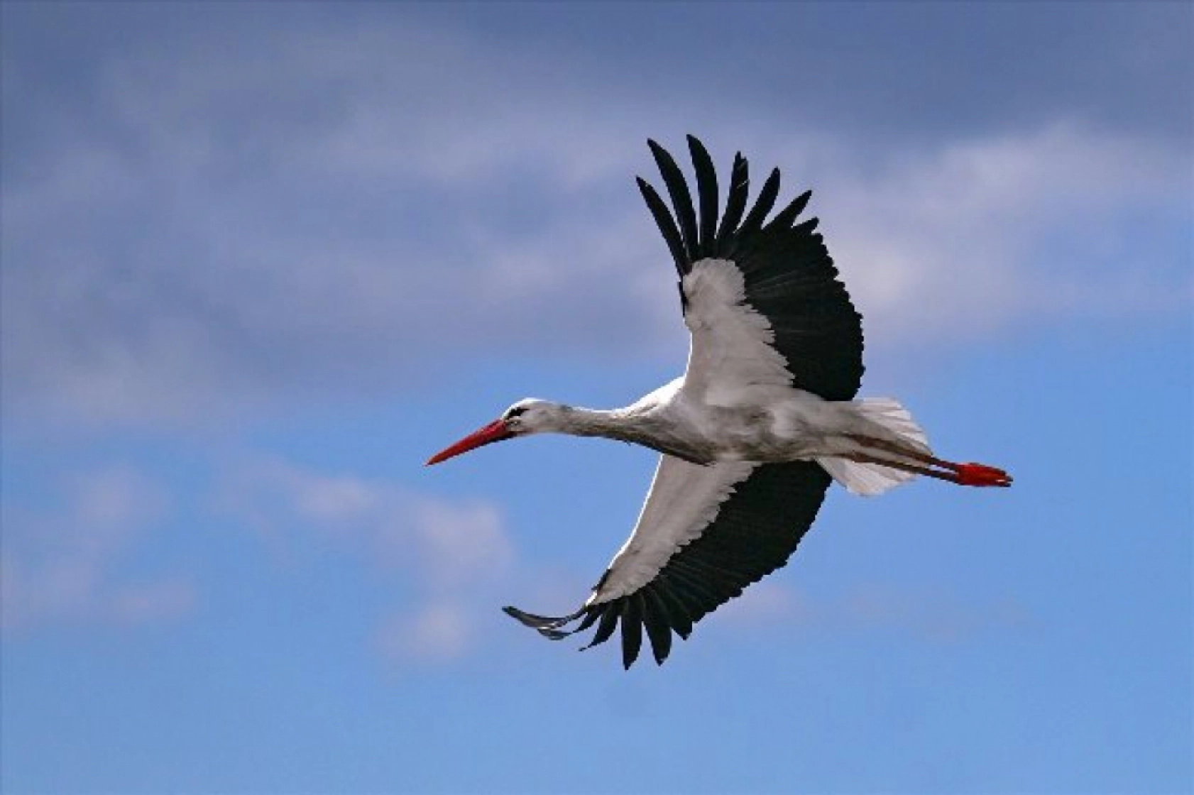 Baharın müjdecileri karla mücadele ediyor