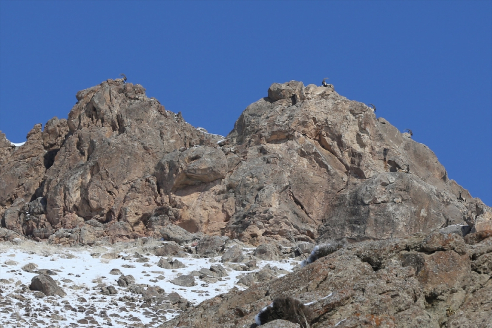 'Doğanın bekçileri' karlı dağlarda yaban hayatını korumaya çalışıyor