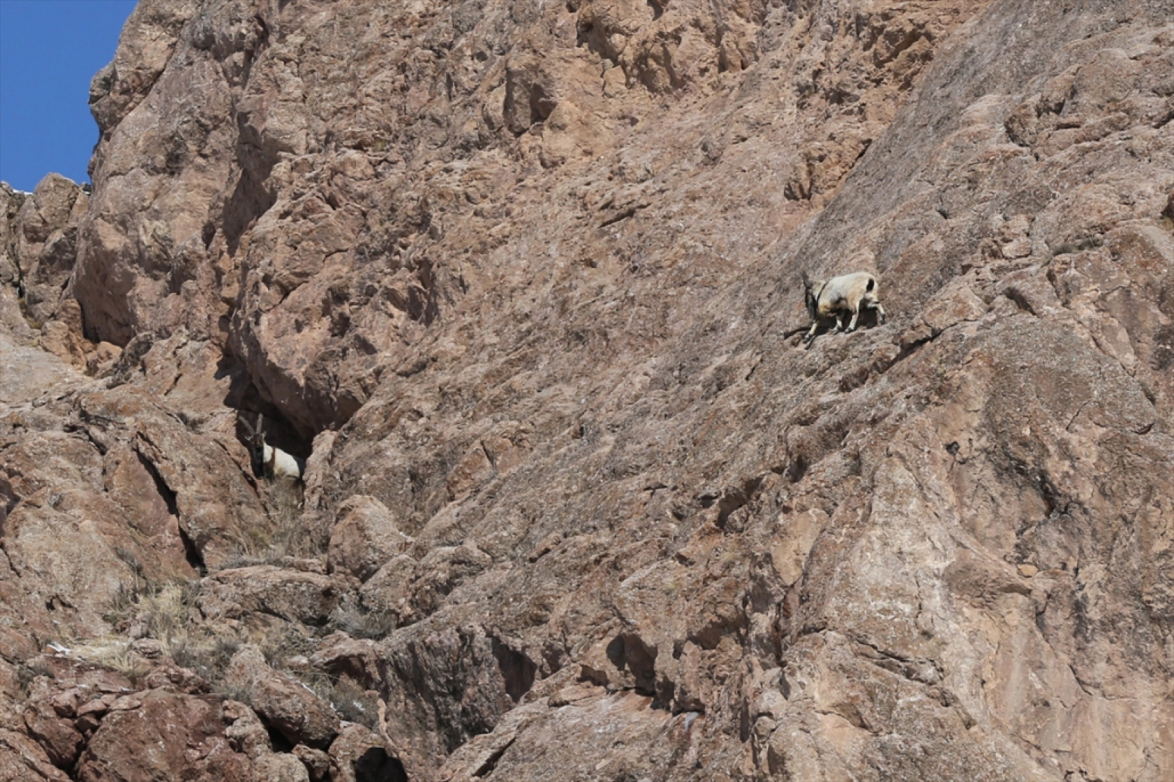 'Doğanın bekçileri' karlı dağlarda yaban hayatını korumaya çalışıyor
