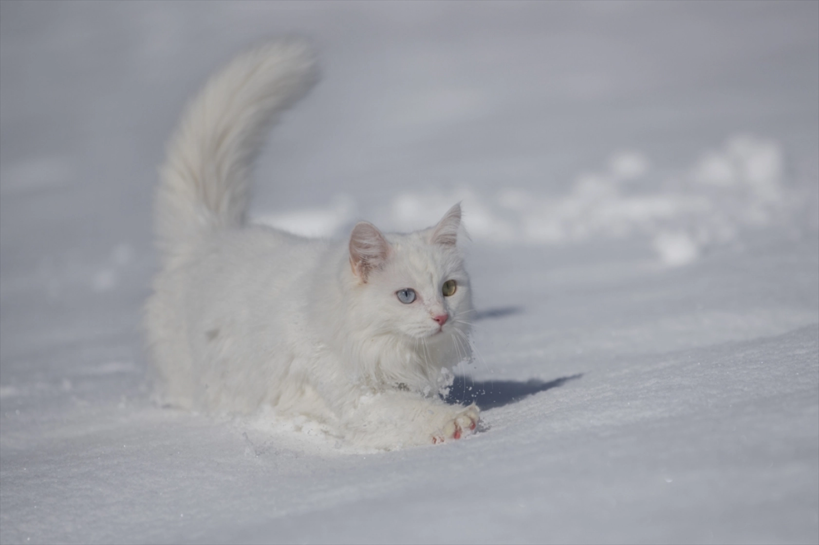 Van Kedileri, beyaz örtü üzerinde dolaşarak karın tadını çıkardı