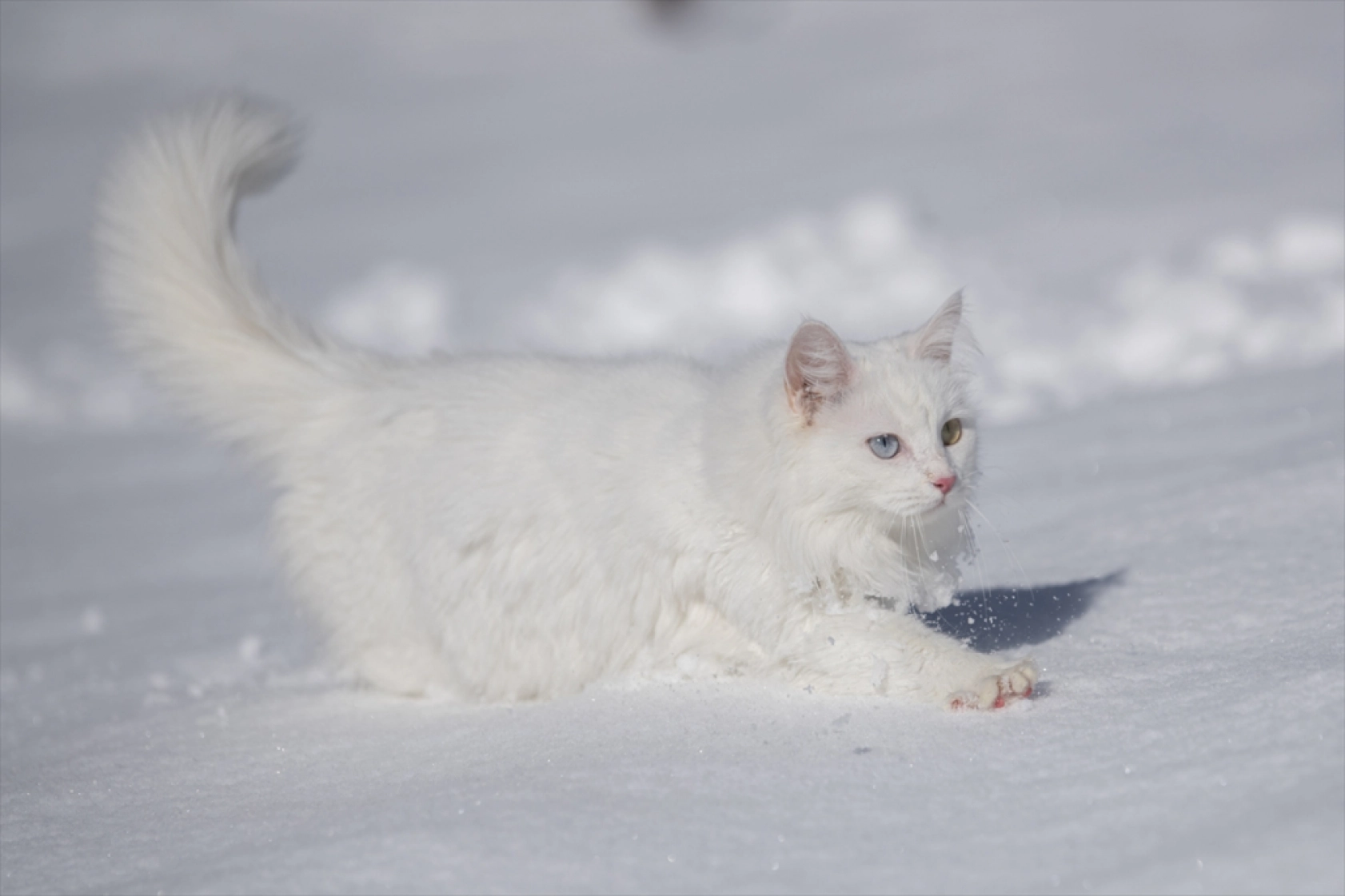 Van Kedileri, beyaz örtü üzerinde dolaşarak karın tadını çıkardı