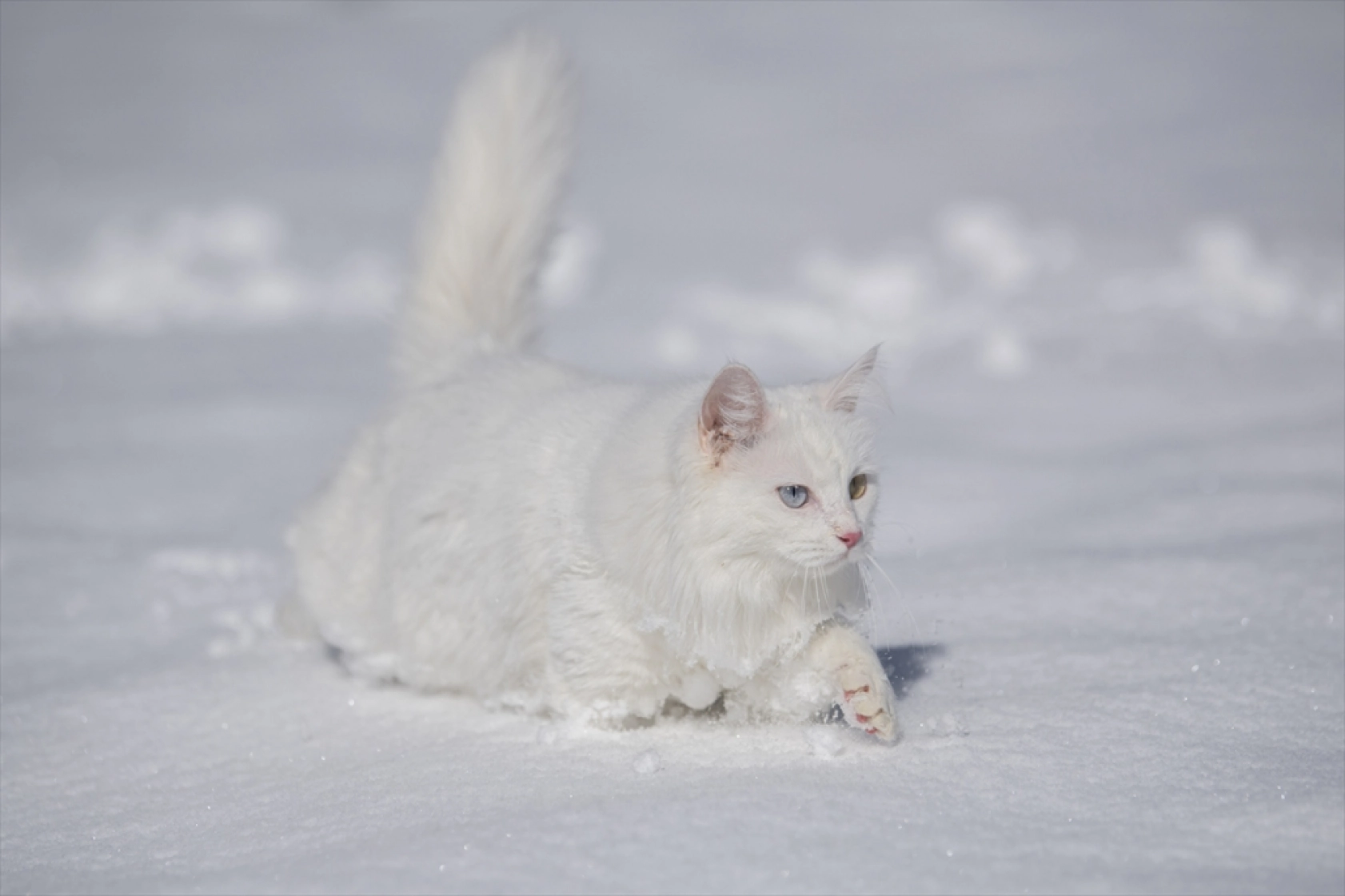 Van Kedileri, beyaz örtü üzerinde dolaşarak karın tadını çıkardı