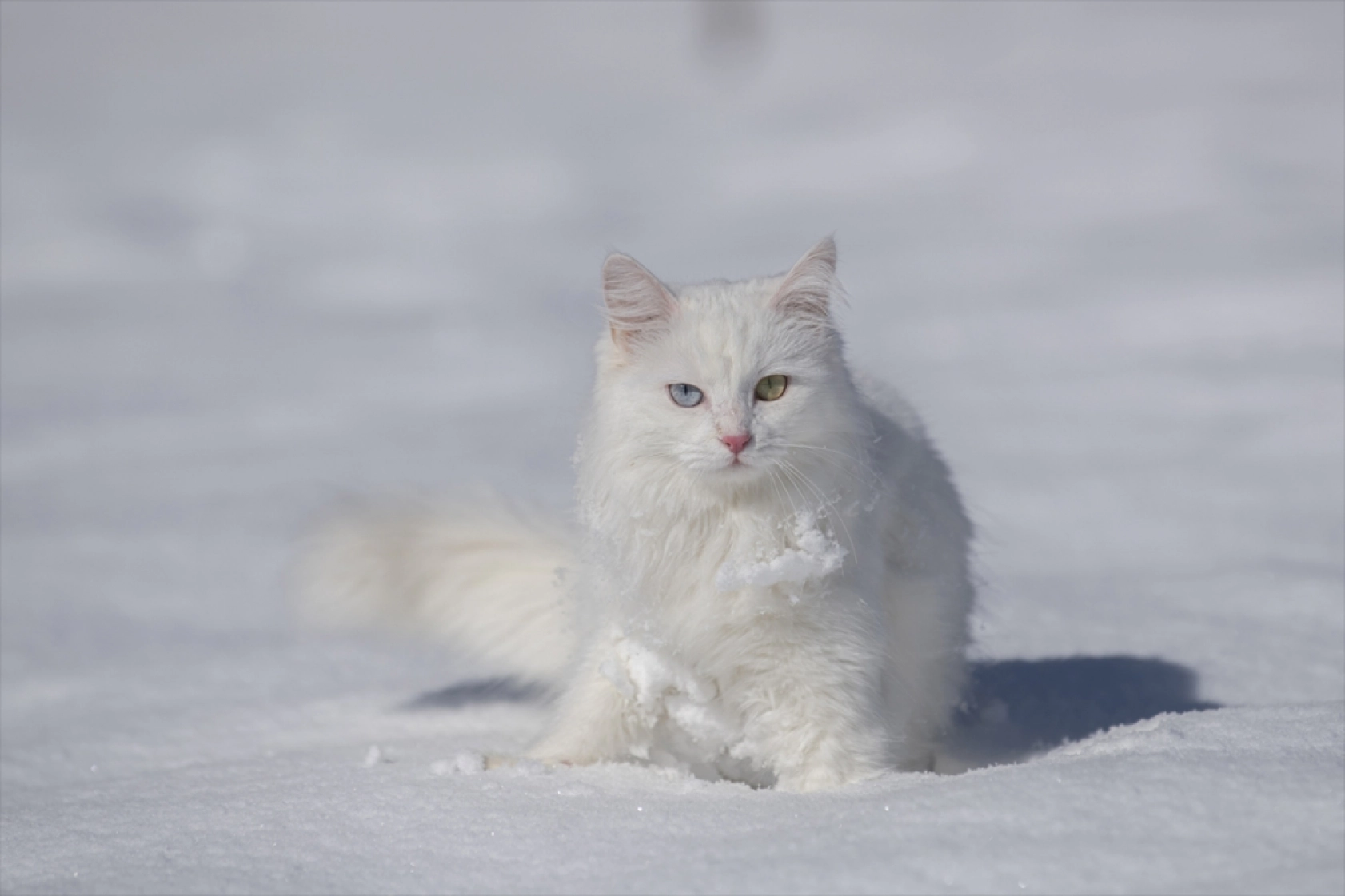Van Kedileri, beyaz örtü üzerinde dolaşarak karın tadını çıkardı