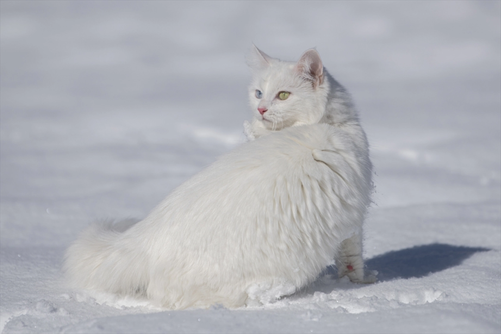 Van Kedileri, beyaz örtü üzerinde dolaşarak karın tadını çıkardı