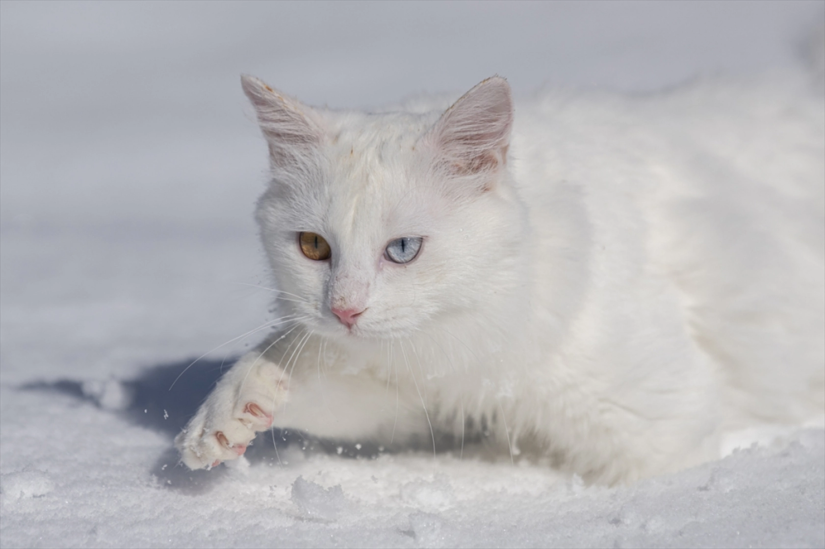 Van Kedileri, beyaz örtü üzerinde dolaşarak karın tadını çıkardı