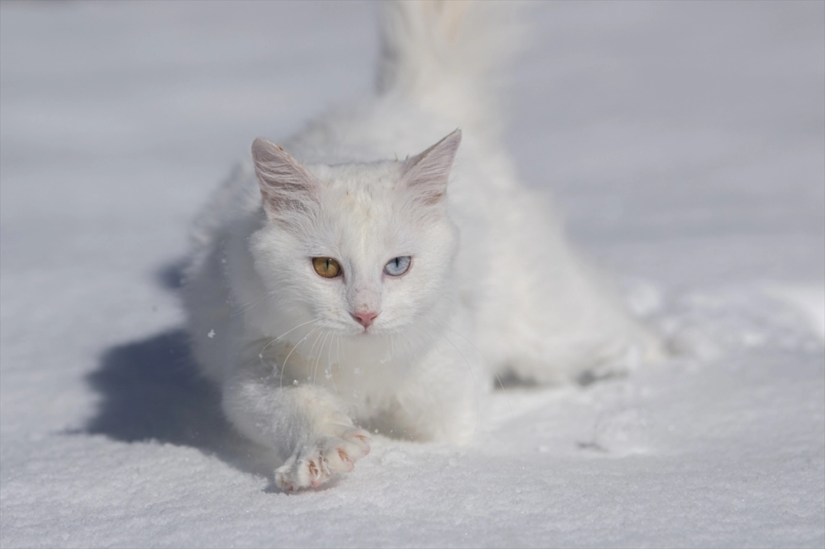 Van Kedileri, beyaz örtü üzerinde dolaşarak karın tadını çıkardı
