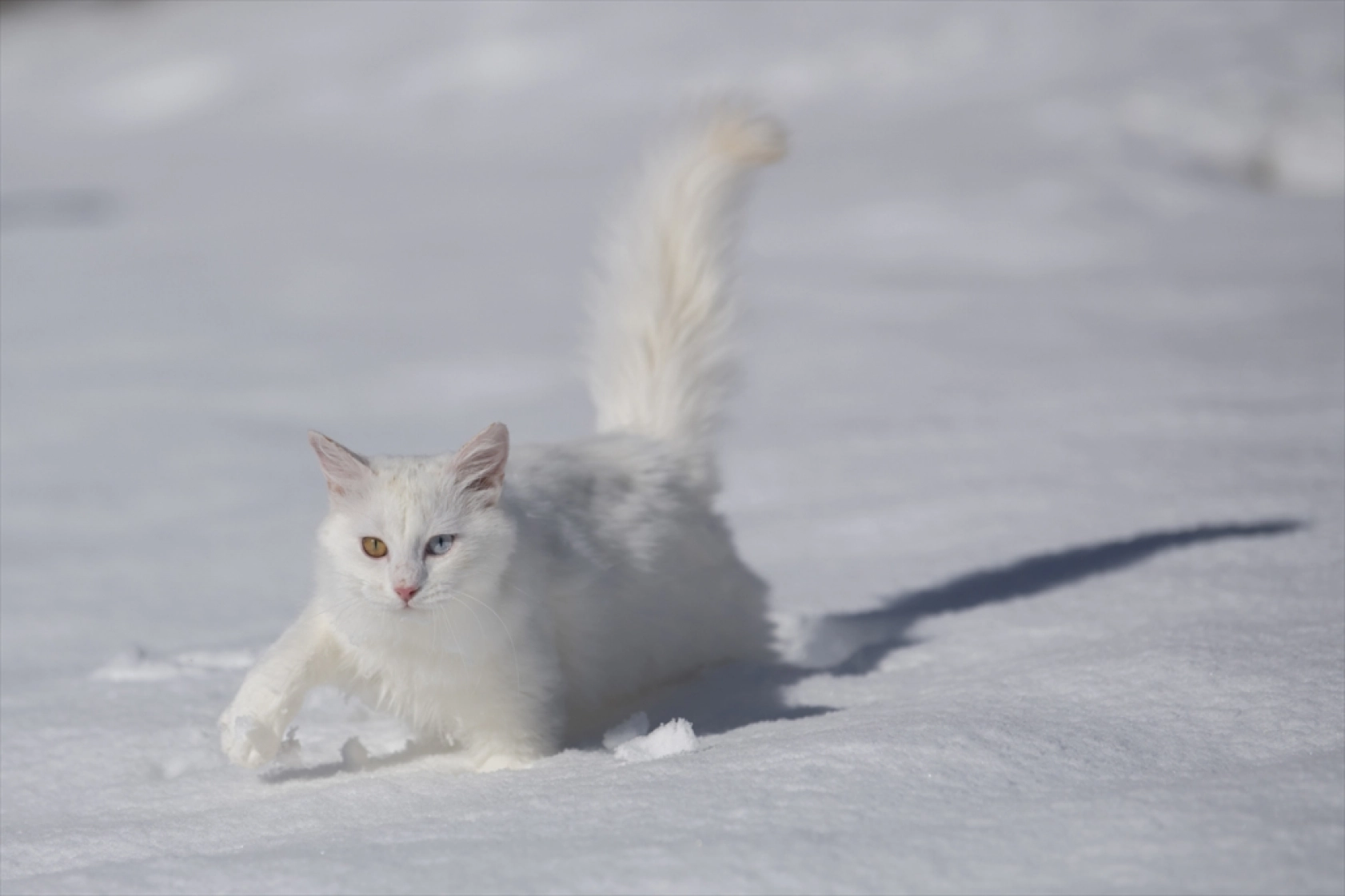 Van Kedileri, beyaz örtü üzerinde dolaşarak karın tadını çıkardı