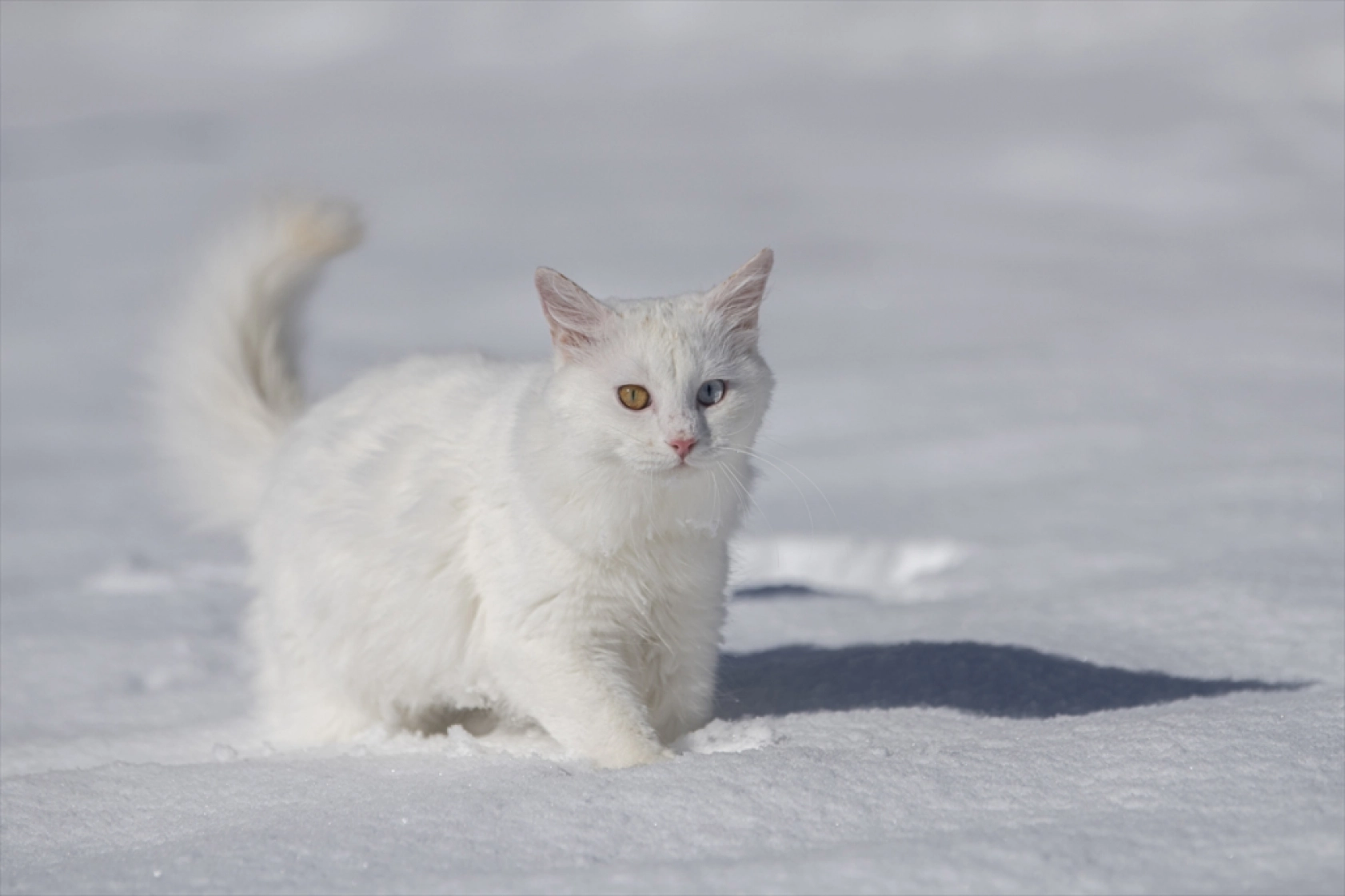 Van Kedileri, beyaz örtü üzerinde dolaşarak karın tadını çıkardı