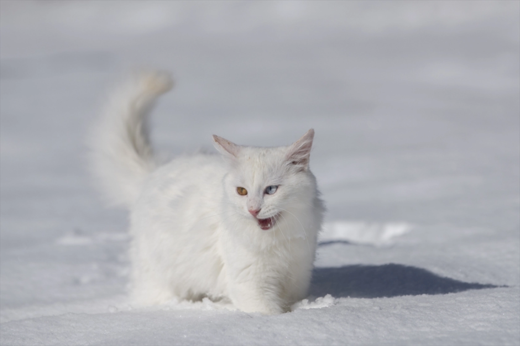 Van Kedileri, beyaz örtü üzerinde dolaşarak karın tadını çıkardı