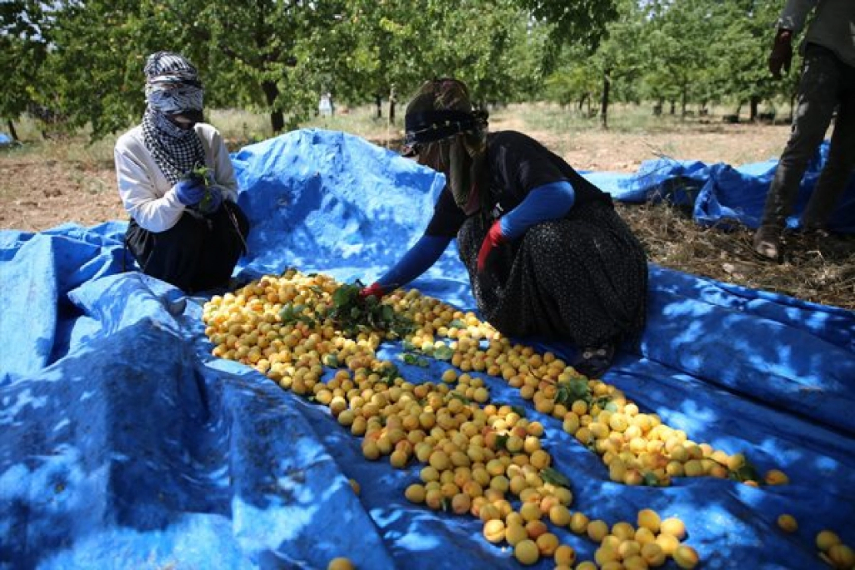 Mevsimlik tarım işçileri kayısı mesaisinde