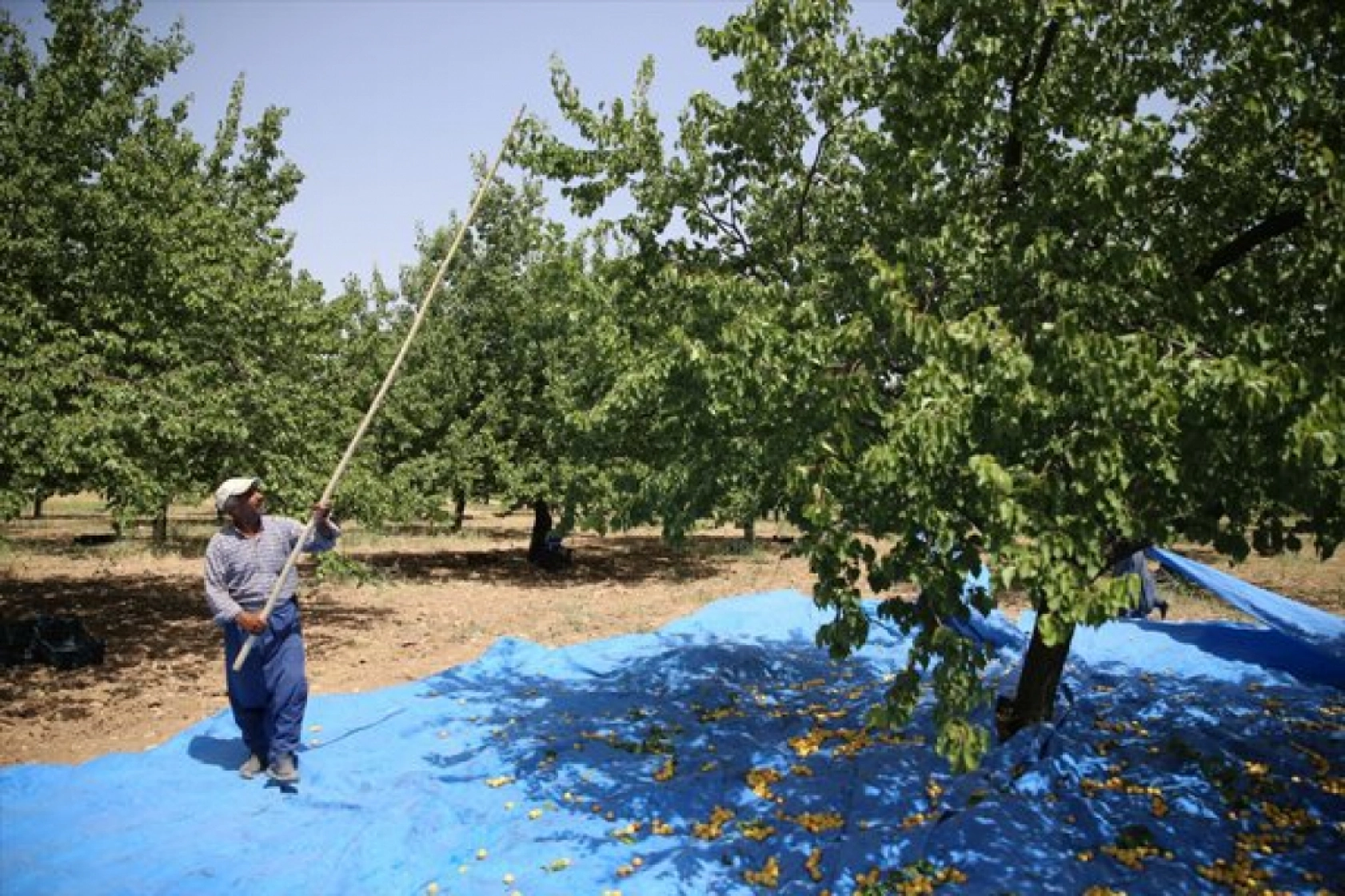 Mevsimlik tarım işçileri kayısı mesaisinde