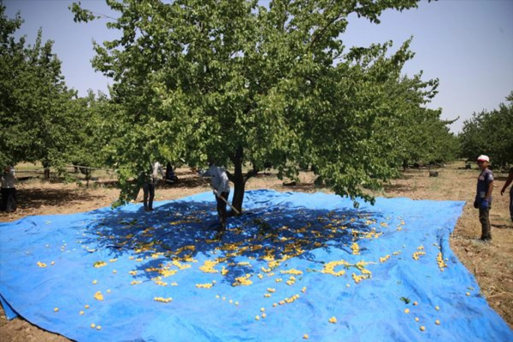 Mevsimlik tarım işçileri kayısı mesaisinde