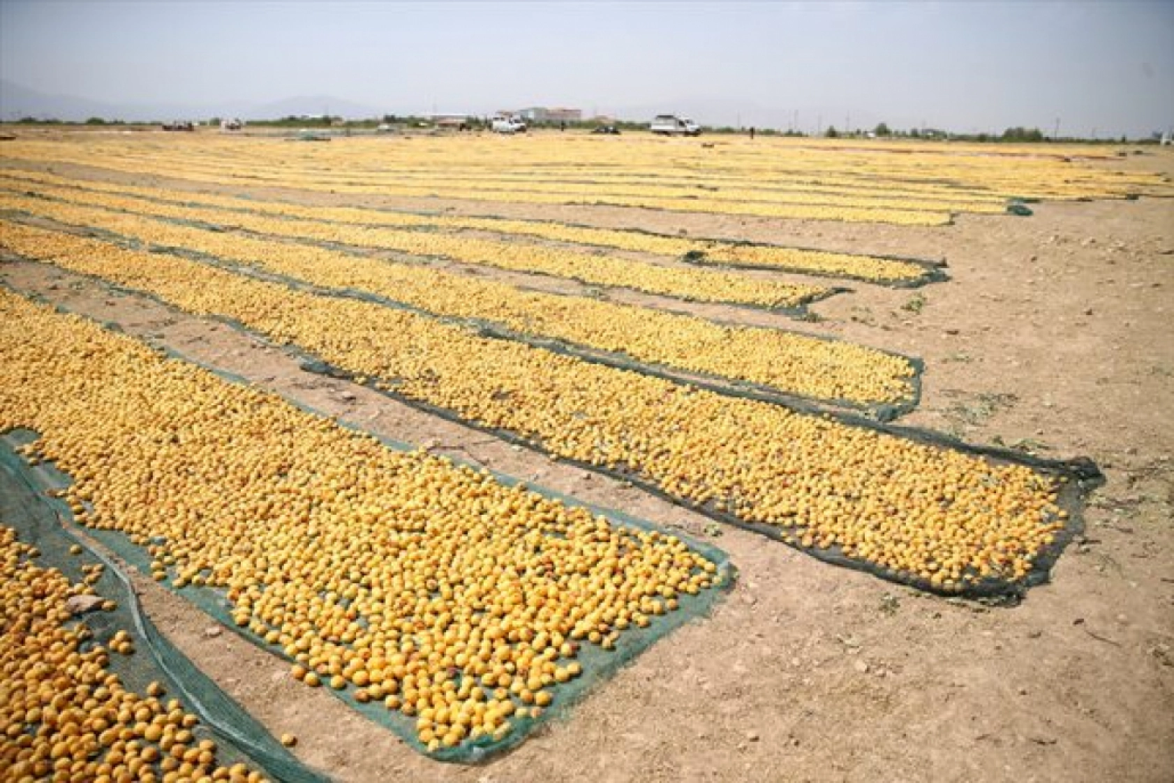 Mevsimlik tarım işçileri kayısı mesaisinde