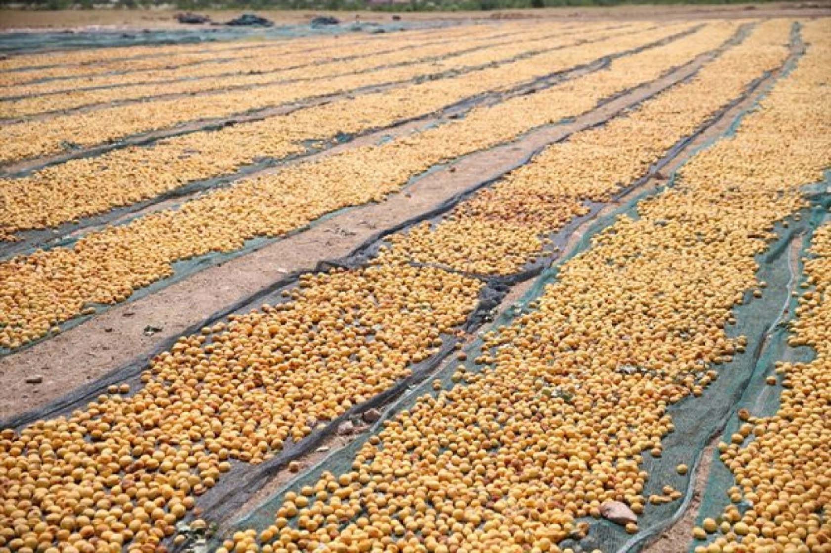 Mevsimlik tarım işçileri kayısı mesaisinde
