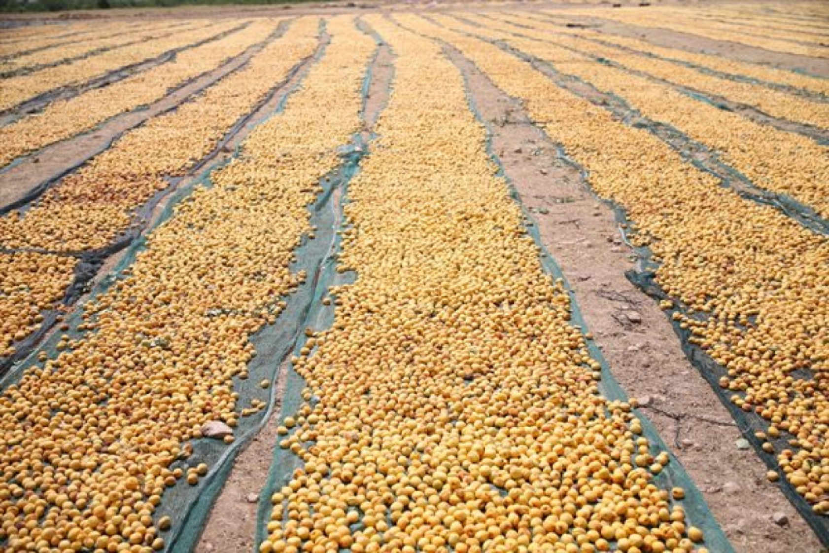 Mevsimlik tarım işçileri kayısı mesaisinde