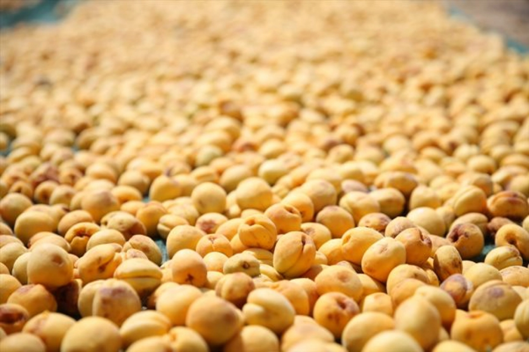 Mevsimlik tarım işçileri kayısı mesaisinde