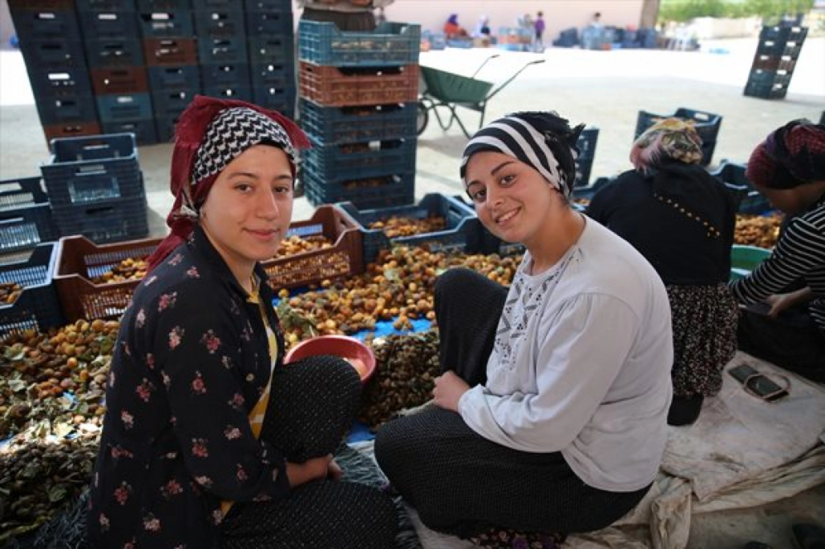 Mevsimlik tarım işçileri kayısı mesaisinde
