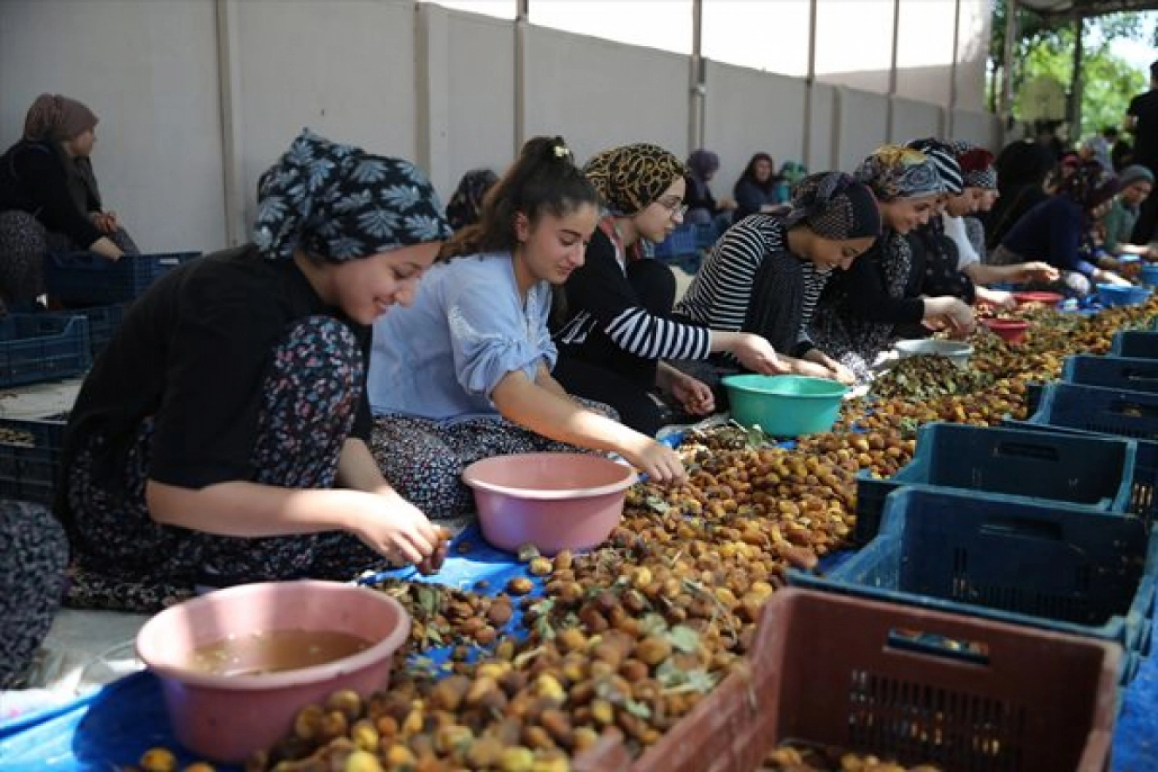 Mevsimlik tarım işçileri kayısı mesaisinde
