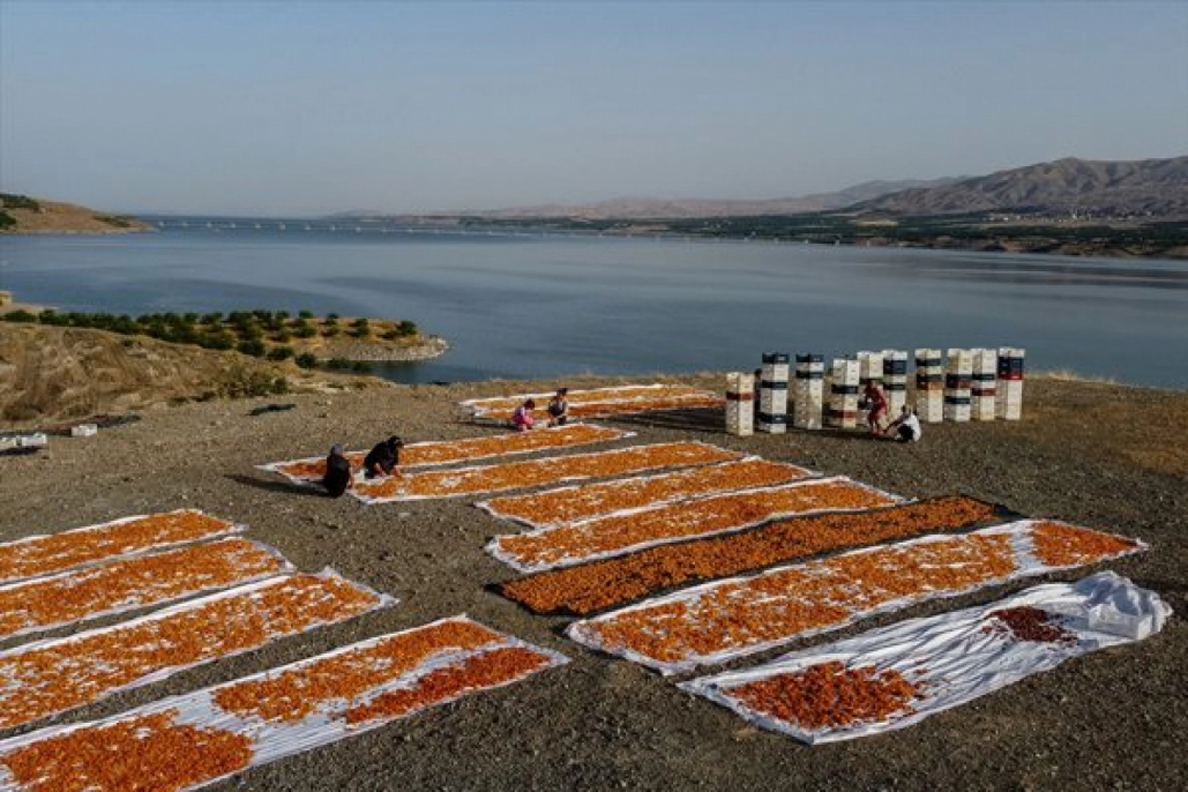 Malatya'da Kayısı Hasad Zamanı