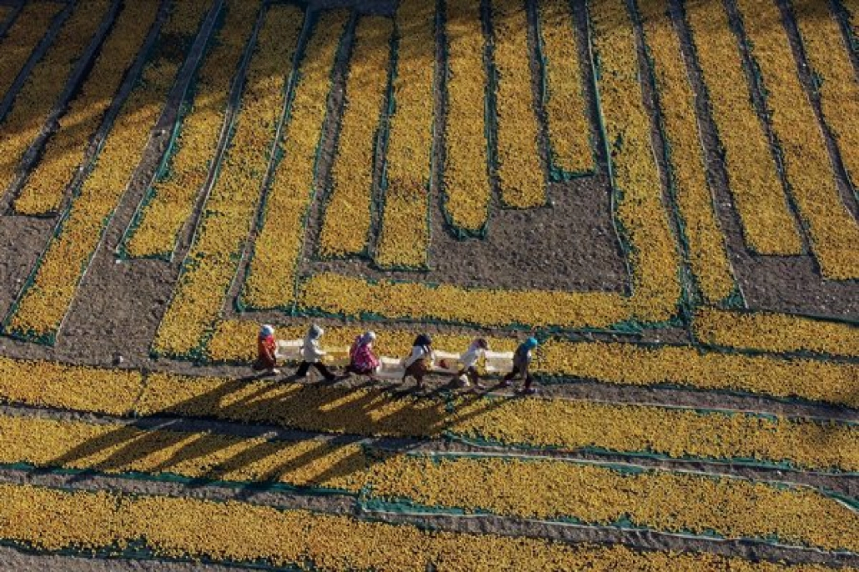 Malatya'da Kayısı Hasad Zamanı
